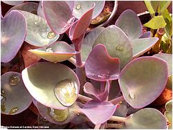 Kalanchoe nyikae 