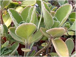 Kalanchoe schimperiana