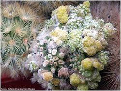 Mammillaria carmenae f. monstruosa