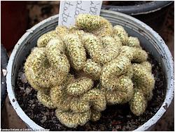 Mammillaria elongata cristata