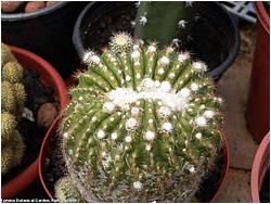 Notocactus sp. cristata