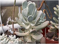 Pachyphytum bracteosum