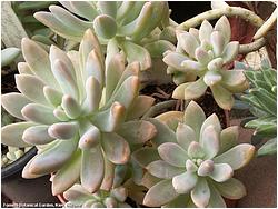 Pachyphytum longifolium 