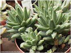 Pachyphytum werdermanii (compactum cv. vambergii)