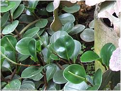 Peperomia obtusifolia 