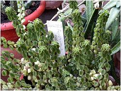 Peperomia columella