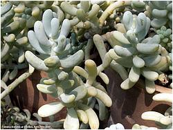 Sedum allantoides 