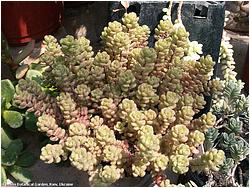 Sedum chontalense (versadense)