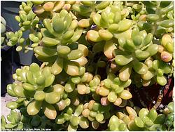 Sedum lucidum v. obesum