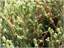 Sedum moranense ssp. grandifolium