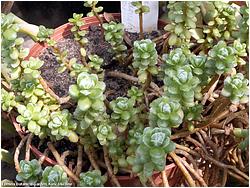 Sedum oaxacanum