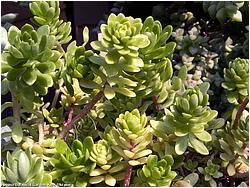 Sedum amecamecanum