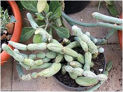 Senecio articulatus f. globosa