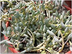 Senecio citriformis