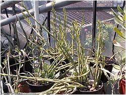 Senecio longiflora