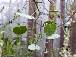 Senecio oxyriifolius