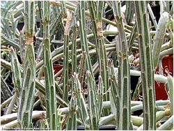 Senecio stapeliaeformis var. minor