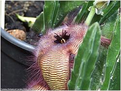 Stapelia