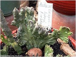 Stapelia herrei f. cristata