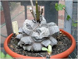 Dioscorea