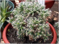 Trichodiadema densum