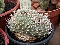 Turbinicarpus sp. f. cristata