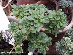 Aeonium benthencourtii