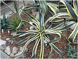 Agave angustifolia v. marginata