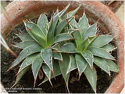 Agave filifera compact form