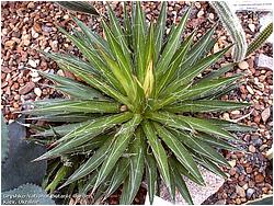 Agave filifera