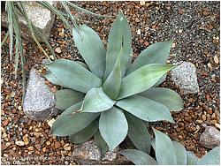 Agave parrasana