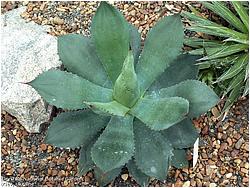 Agave seemanniana