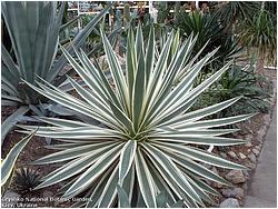 Agave