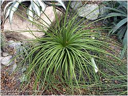 Agave stricta