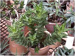 Aloe juvenna (squarrosa)