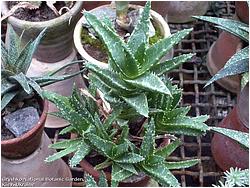 Aloe nobilis