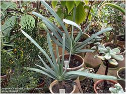 Aloe plicatilis