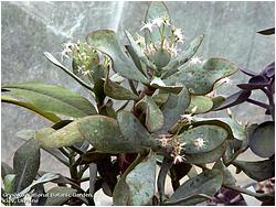 Крассула арборесценс п. ундулатифолия (древовидная п. волнистая)