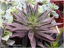 Echeveria cv. Dolores Hidalgo