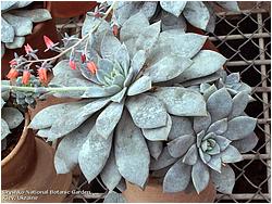 Echeveria carnicolor X lauii cv. Valentina