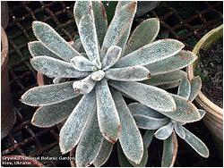 Echeveria leucotricha