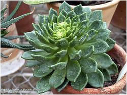 Echeveria pulchella