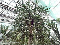Euphorbia barnhartii