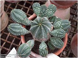 Euphorbia meloformis