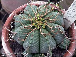 Euphorbia valida