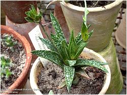 Gasterhaworthia cv. New generation