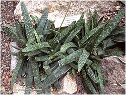 Gasteria acinacifolia