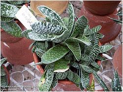 Gasteria brevifolia