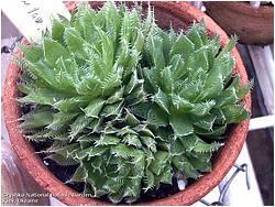 Haworthia altilima