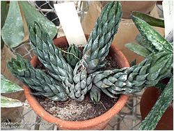 Haworthia coarctata